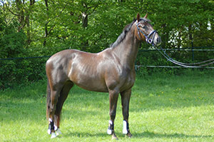 Dressage horse in training #1