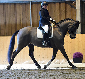 Advanced Dressage