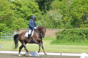 Dressage horse in training #2